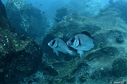 Plectorhinchus gibbosus Diagramme noir-La digue cap barbi-5m-20190612-Denis-ADER-DSC_9461_tn